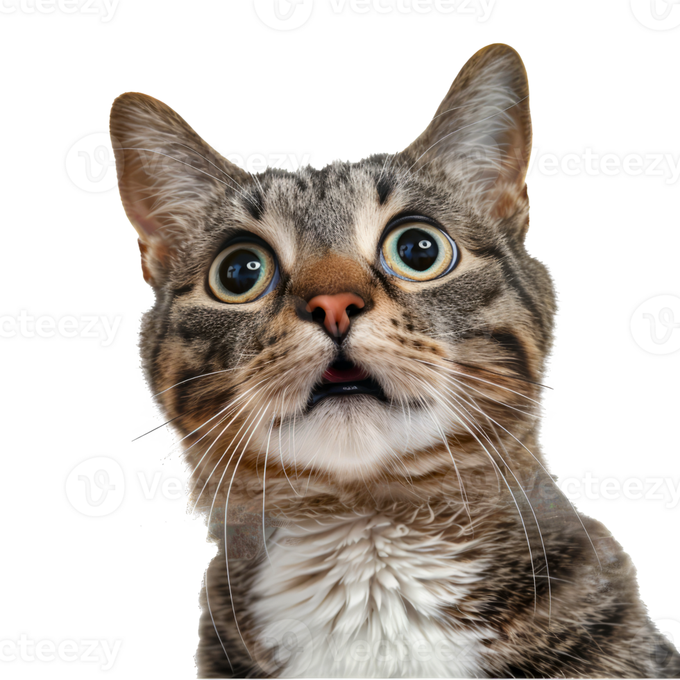 Surprised Tabby Cat with Wide Eyes and Open Mouth - Close-up of a Shocked Feline Expression cut out on transparent background png
