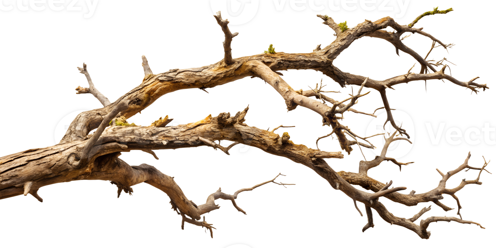 Gnarled and dry tree branch, cut out transparent png