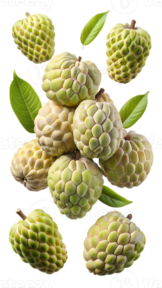 Ripe custard apples with leaves, floating on white, isolated transparent png