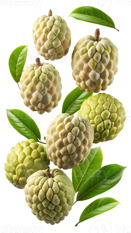 Whole and sliced custard apples with green leaves, floating, isolated transparent png
