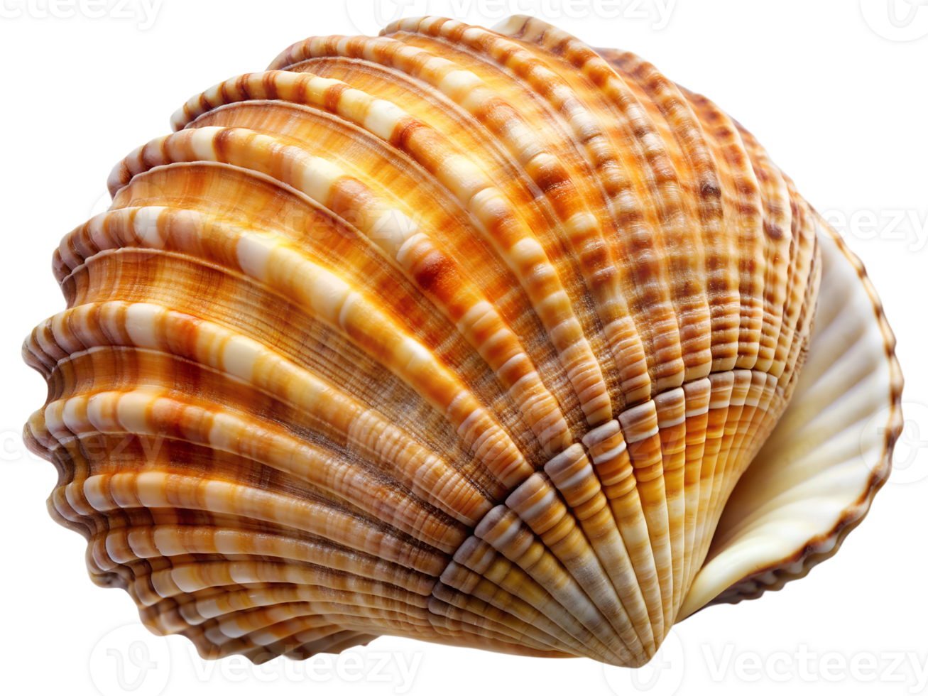 Curved orange scallop shell close-up, isolated transparent png