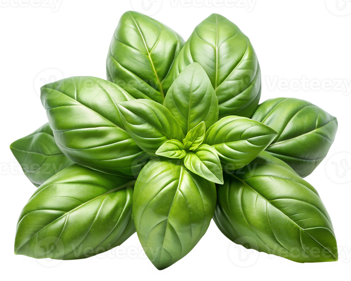 png basilico le foglie mazzo superiore Visualizza trasparente