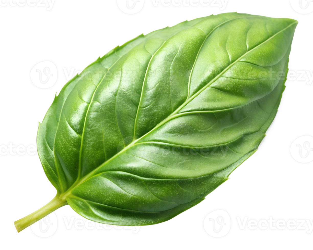 PNG Single basil leaf on transparent background