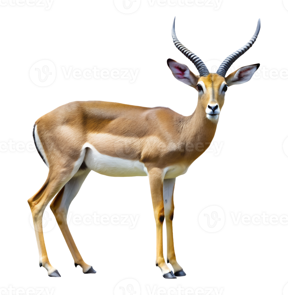 PNG isolated impala antelope standing side view transparent