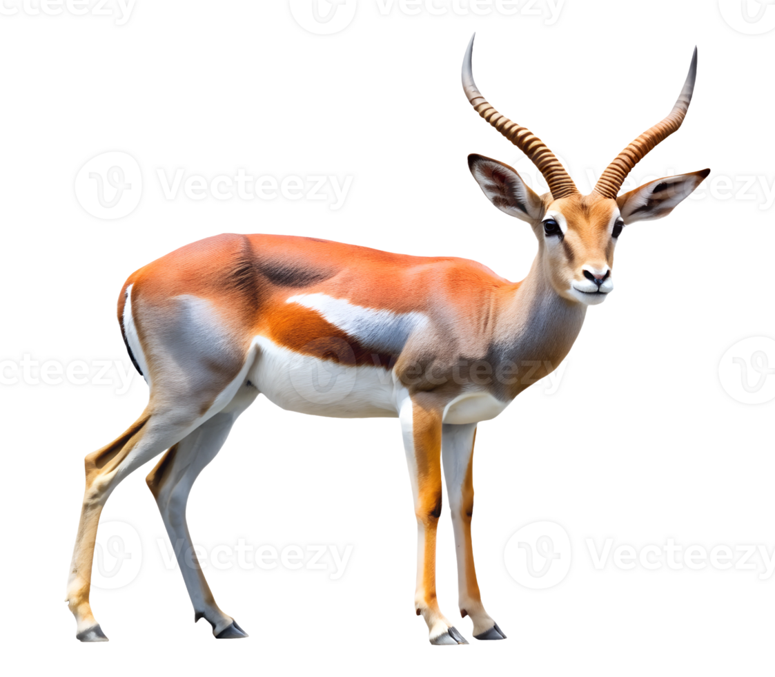PNG full-body antelope standing sideways transparent