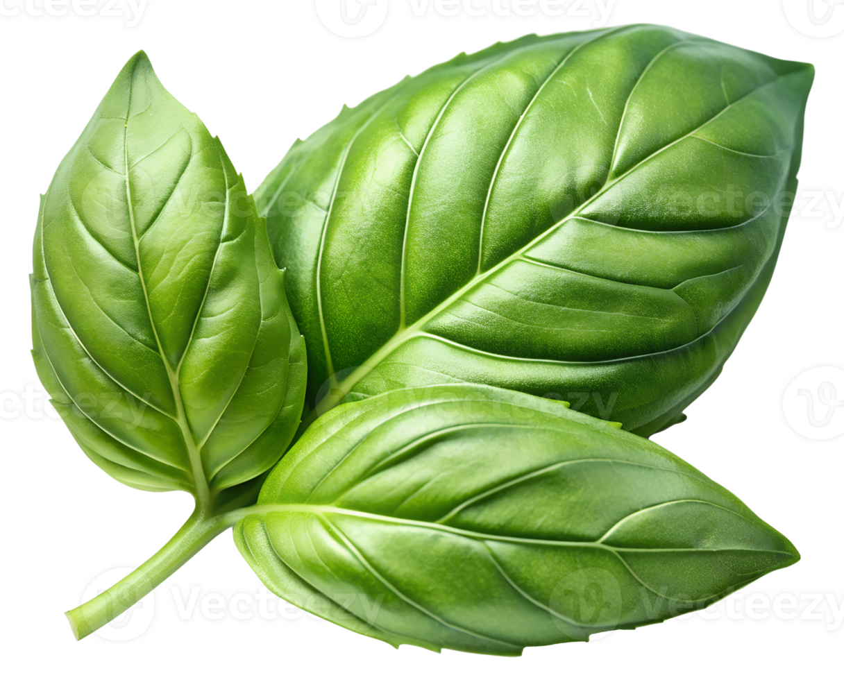 PNG Three basil leaves for cooking transparent