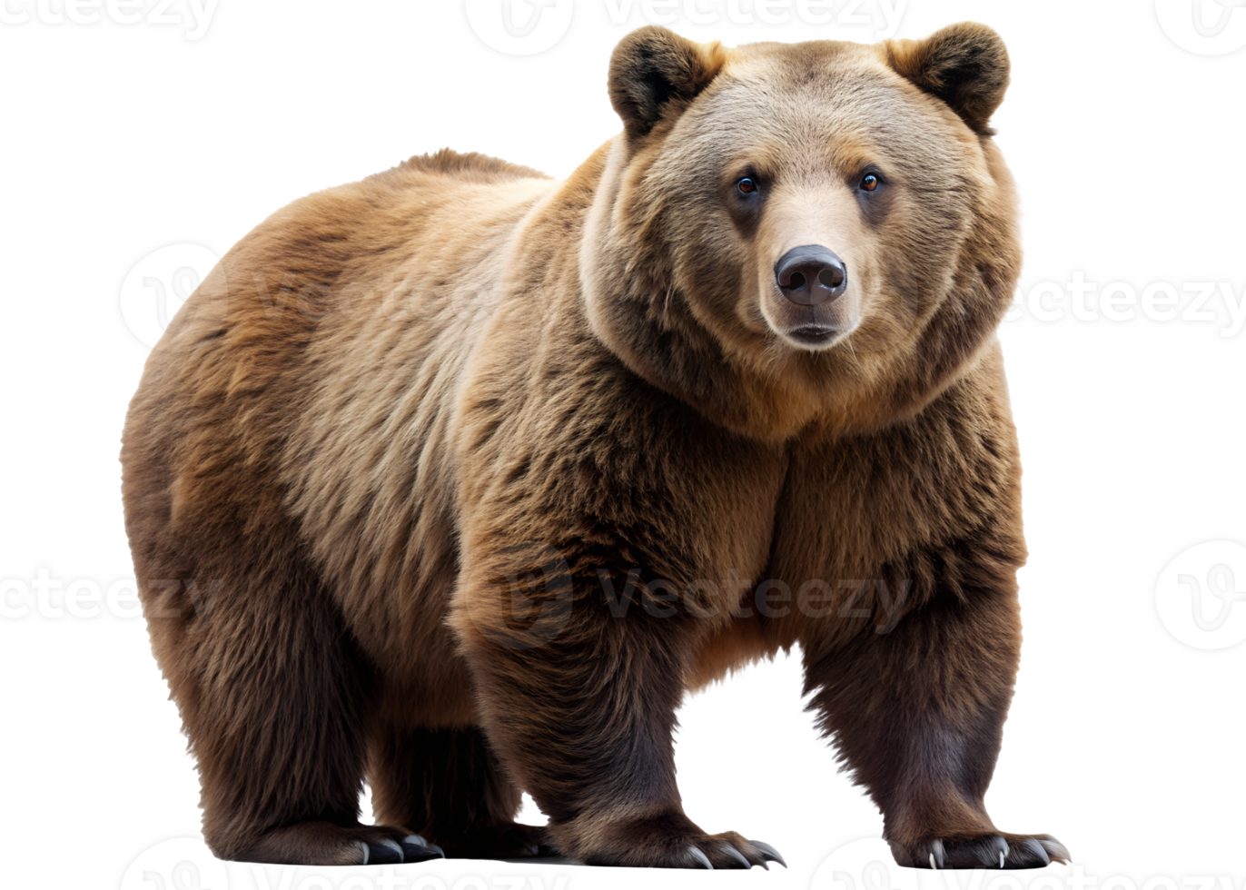 PNG grizzly bear front view isolated transparent