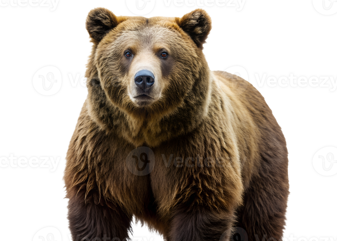 PNG isolated bear full body front view transparent