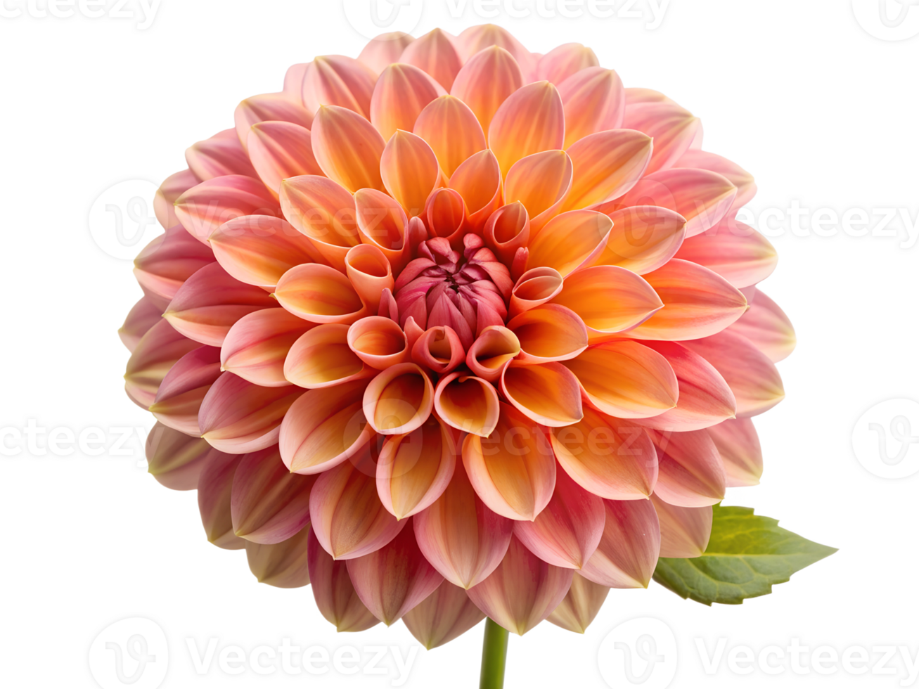 PNG blooming pink dahlia flower transparent