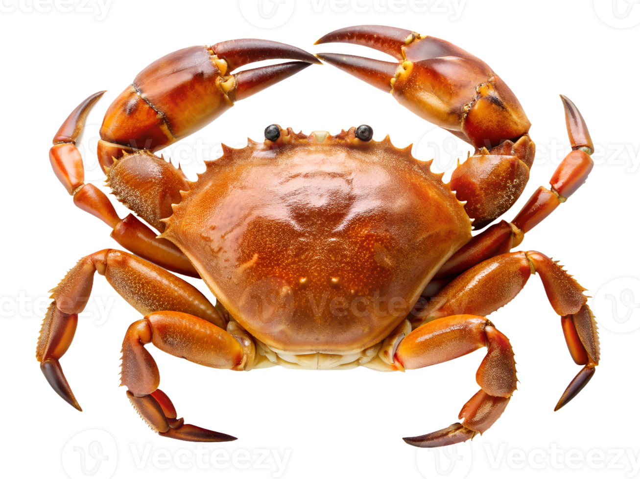 PNG closeup of boiled crab transparent
