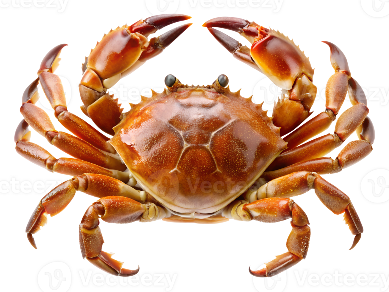PNG fresh whole crab shellfish transparent