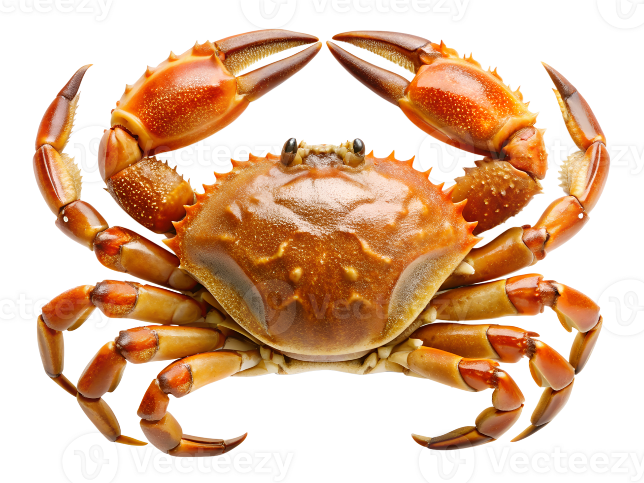 PNG cooked crab seafood delicacy transparent