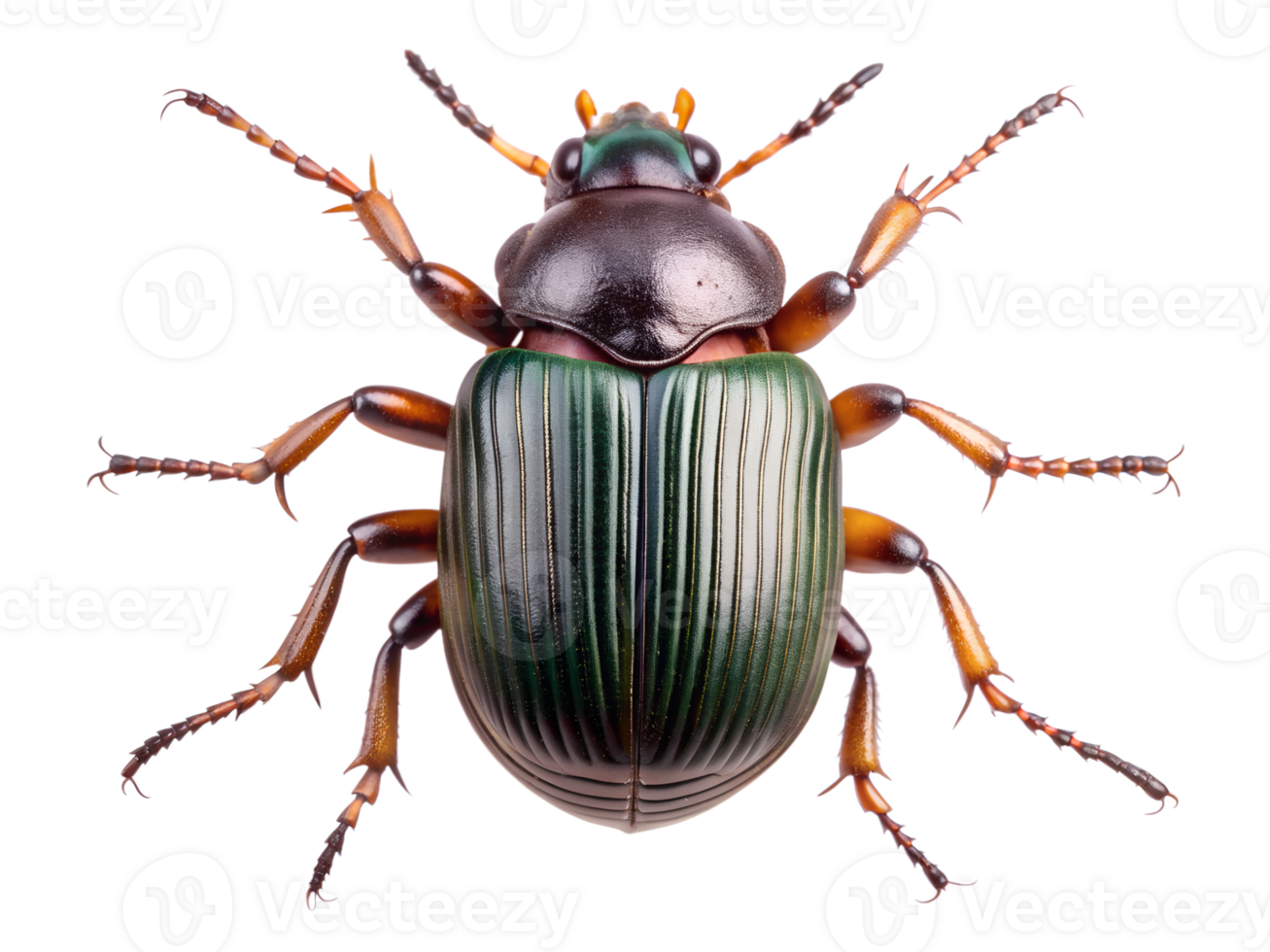 png iridescente besouro topo Visão isolado transparente