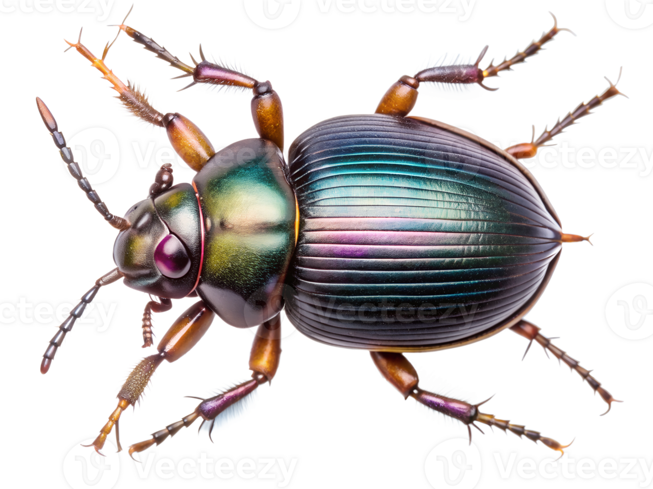png iridescent vert scarabée Haut vue transparent