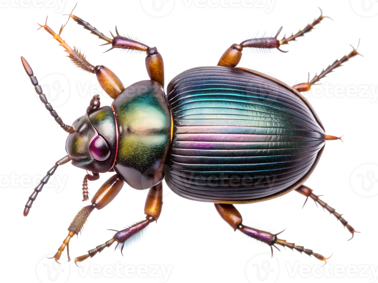 PNG iridescent green beetle top view transparent