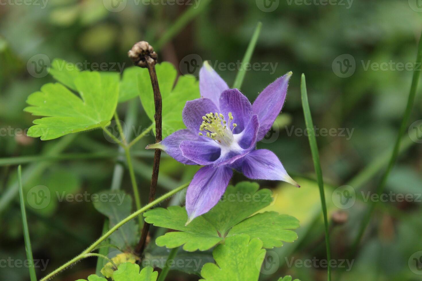 Aquilegia coerulea, the Colorado columbine, Rocky Mountain columbine or blue columbine photo