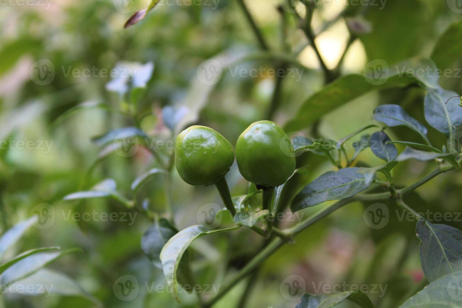 Cultivated green Chilli or Peppers photo