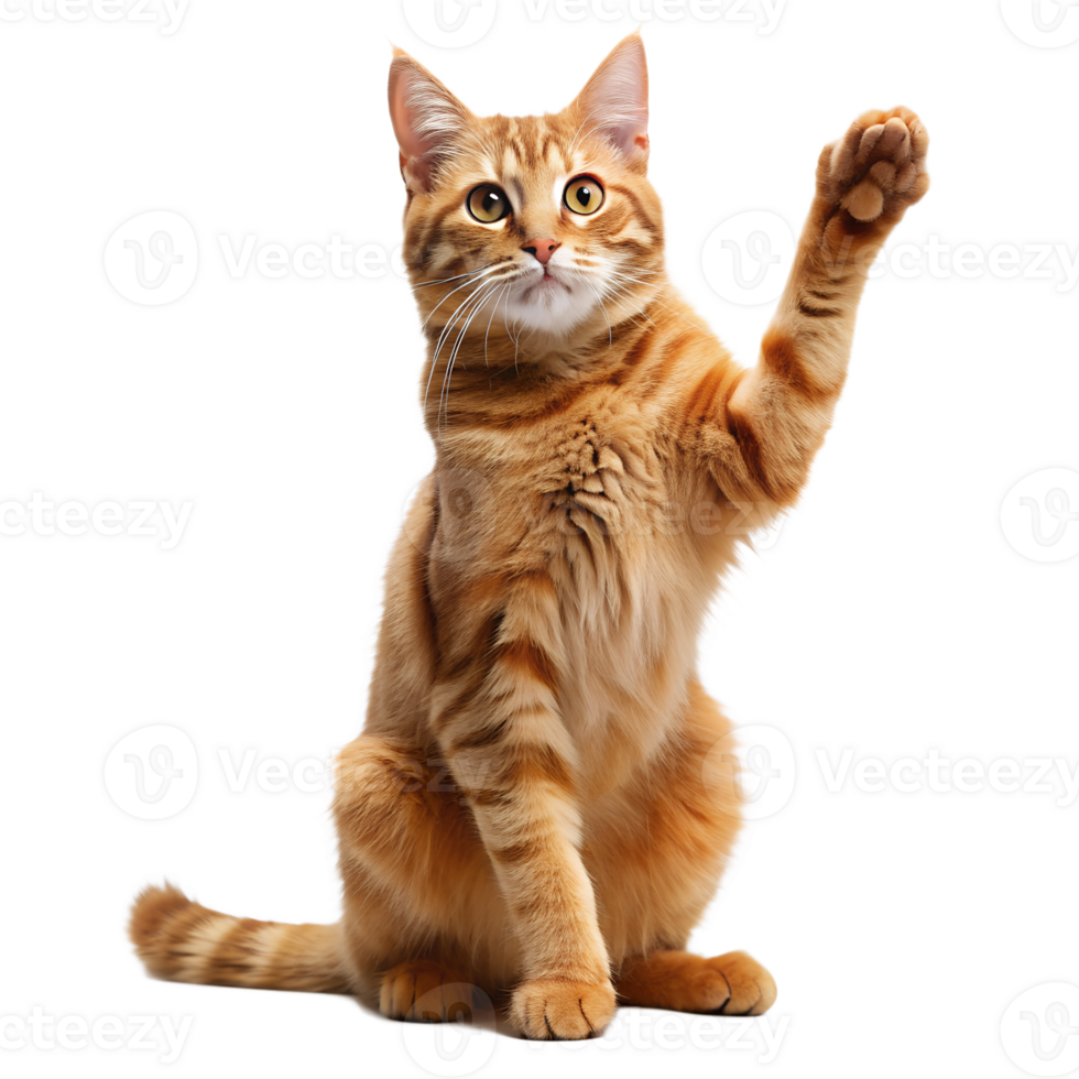 PNG orange tabby cat raising paw isolated on white transparent