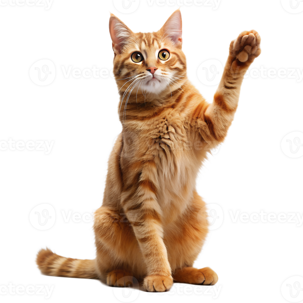 PNG orange tabby cat raising paw isolated on white transparent