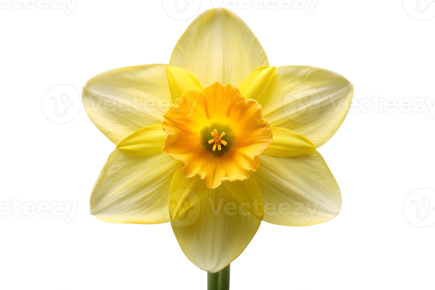 PNG close-up of yellow daffodil bloom transparent background