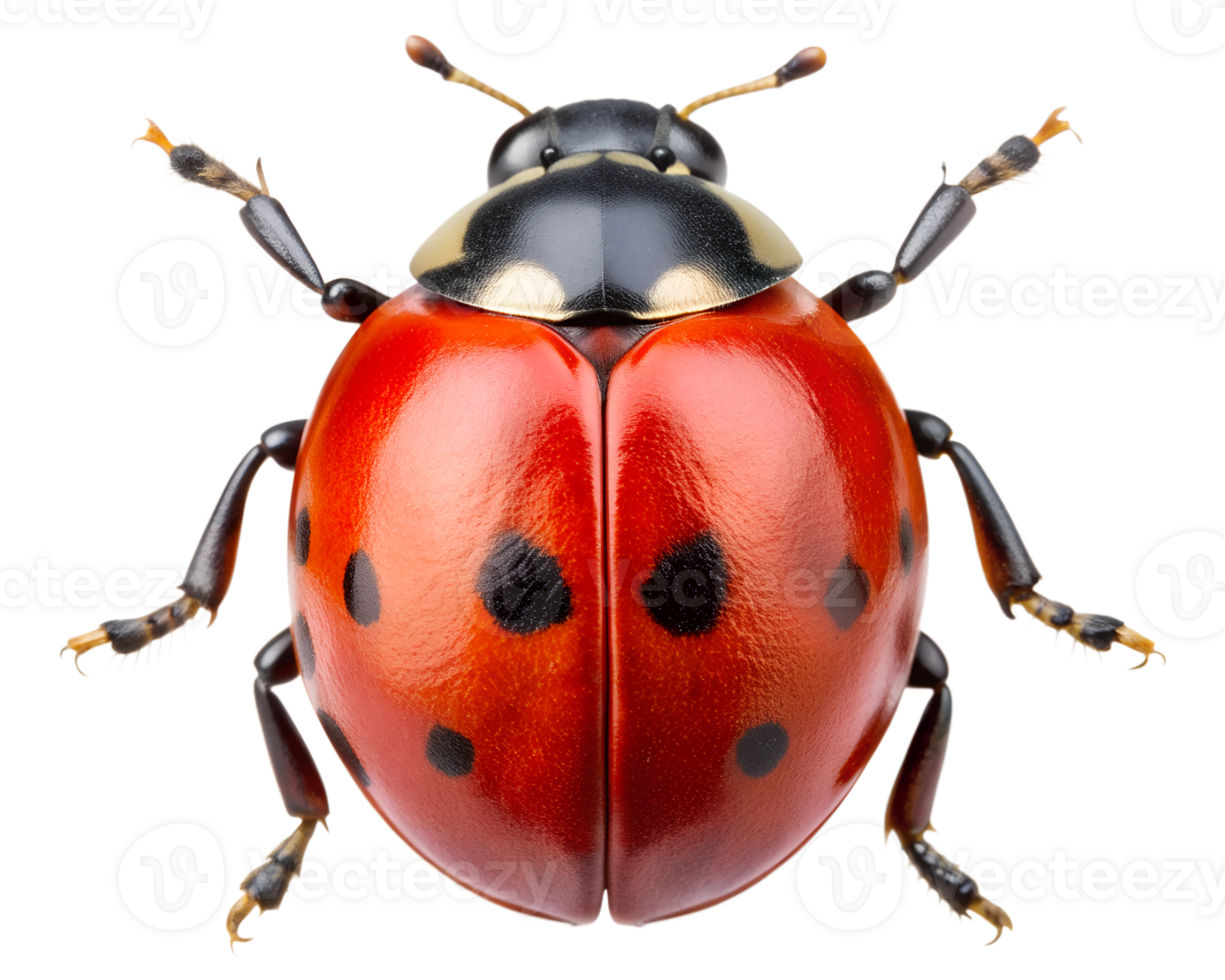 Close-up of a vibrant red ladybug with black spots on a white background, showcasing intricate details and textures of its body, transparent png