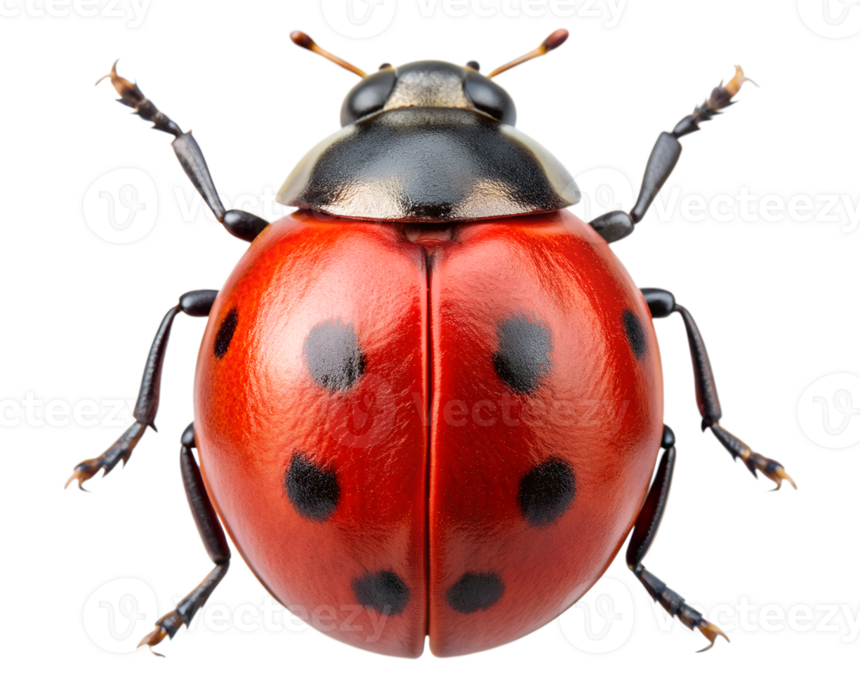 Close-up view of a vibrant red ladybug with black spots resting on a white background during a sunny day, transparent png