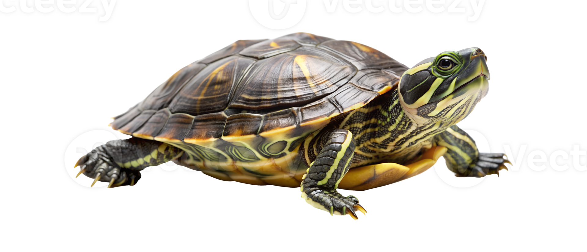 A close-up of a vibrant turtle resting on a flat surface in a well-lit environment, showcasing its detailed shell and features, transparent png