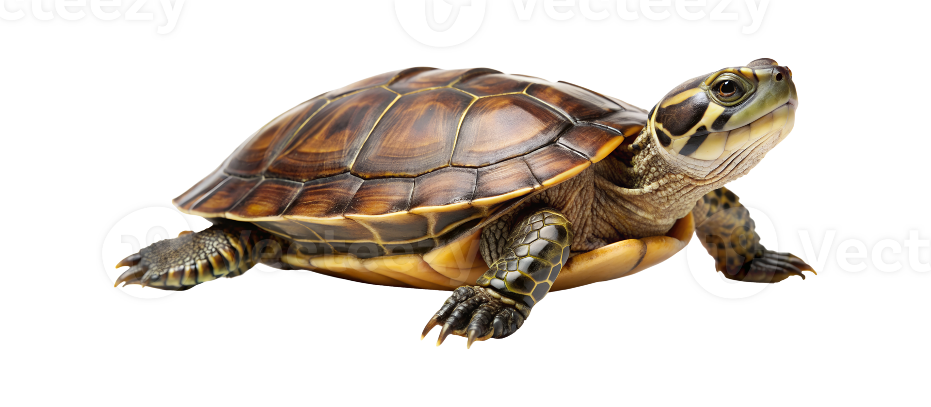 A close-up of a yellow-bellied slider turtle resting on a white surface indoors during daylight hours, transparent png