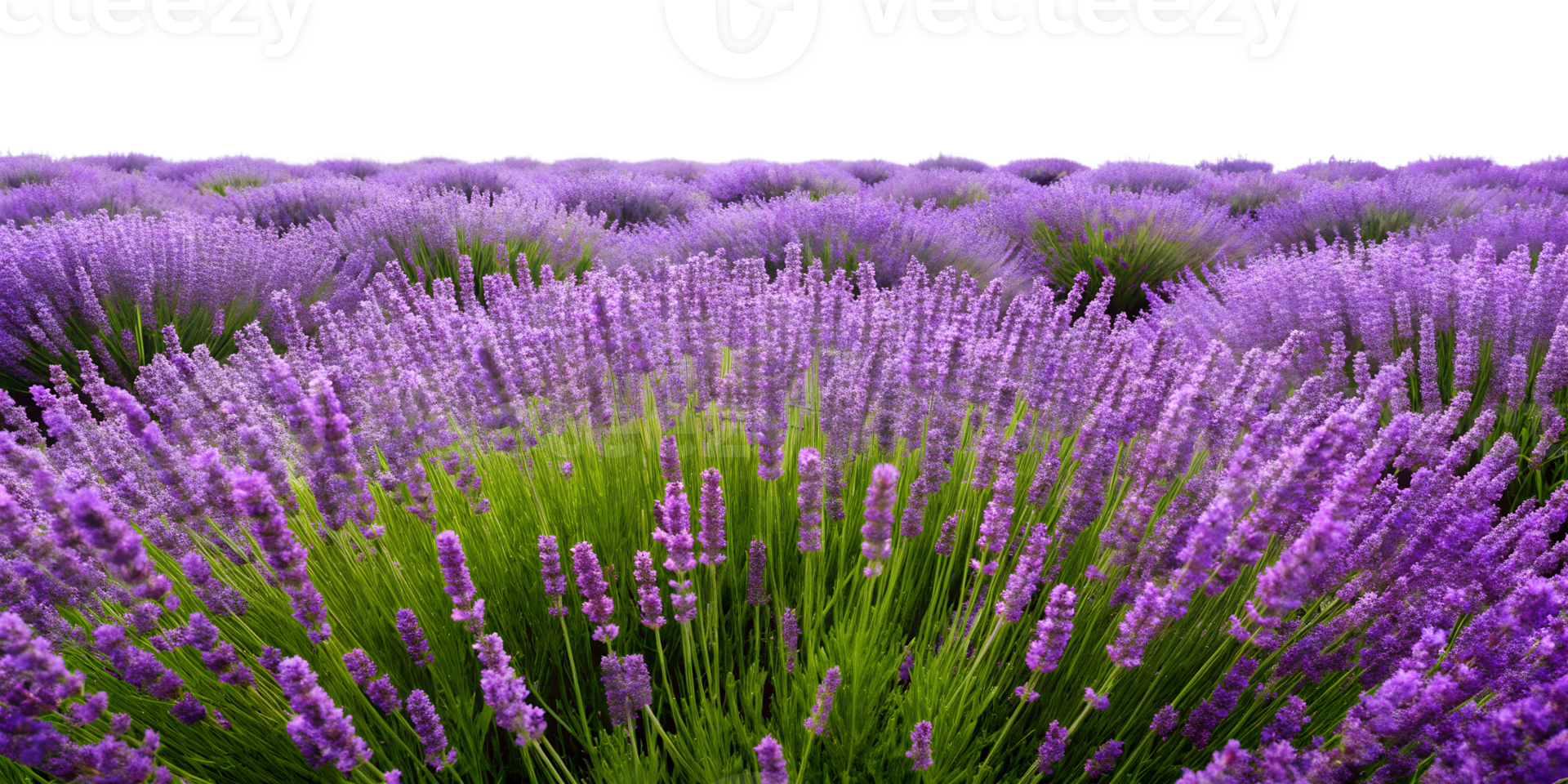 Lavender fields in full bloom during summer in Provence, France, cut out transparent png