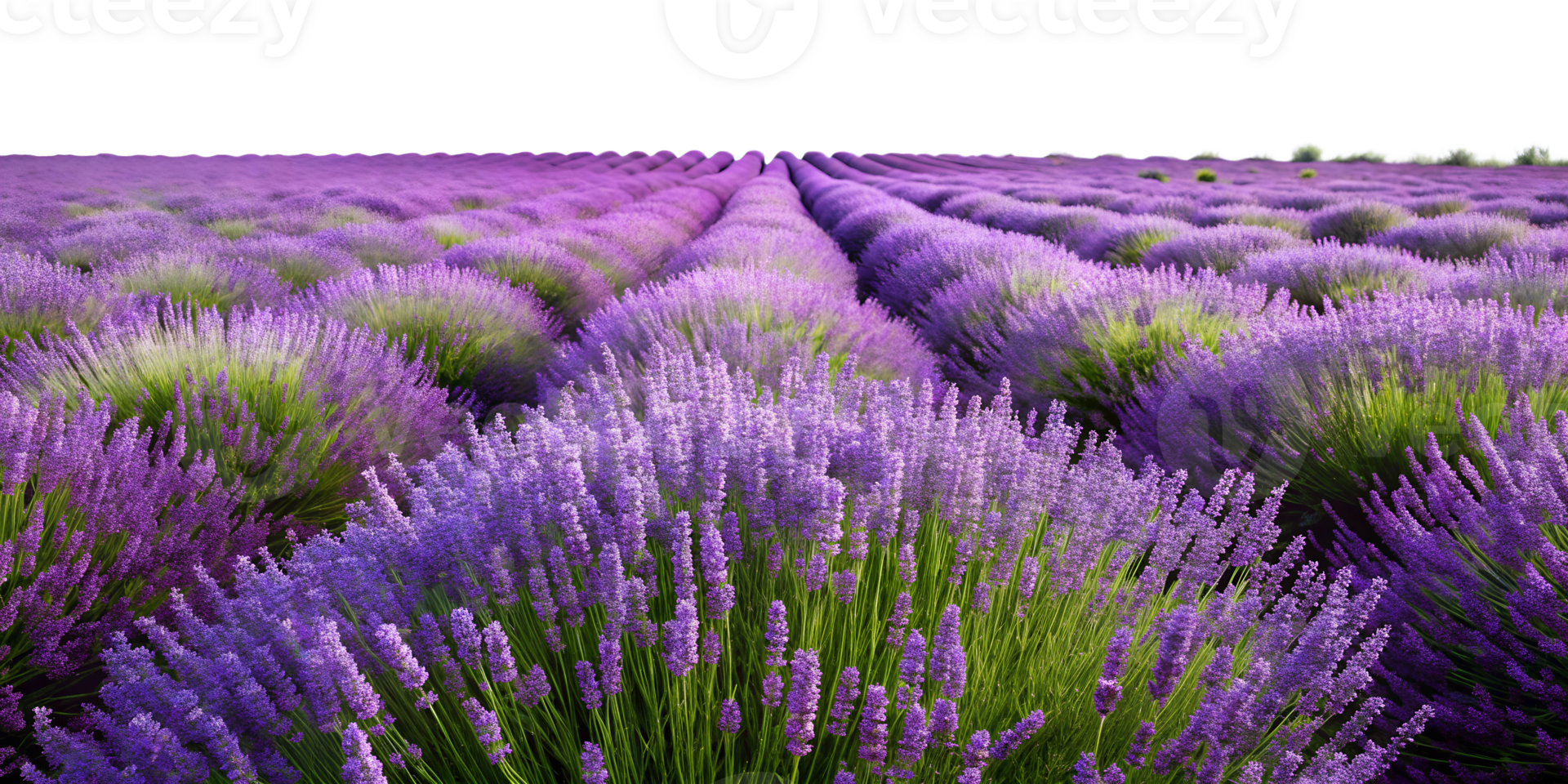 Lavender fields in full bloom during a sunny summer day, cut out transparent png