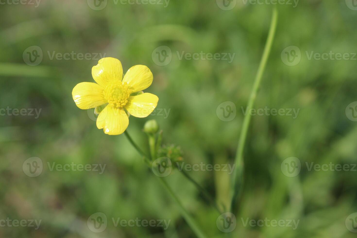 Meadow buttercup or Ranunculus acris yellow flower photo