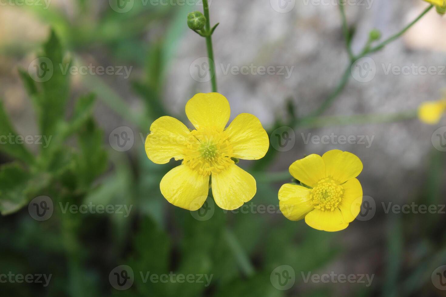 Meadow buttercup or Ranunculus acris yellow flower photo