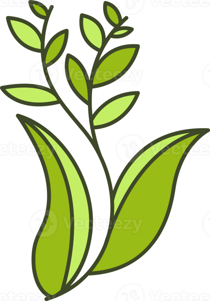 A green plant with leaves on it png