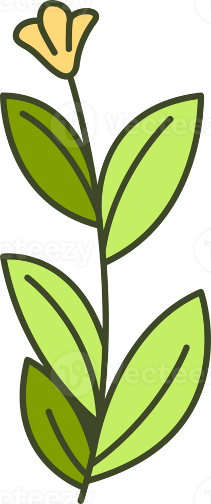 buttercup flower illustration png