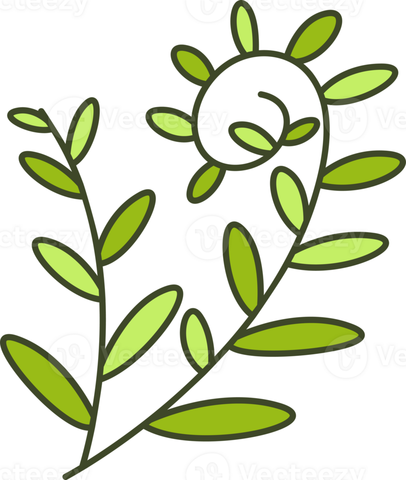 Olive Tree Leaves and Branch Illustration png
