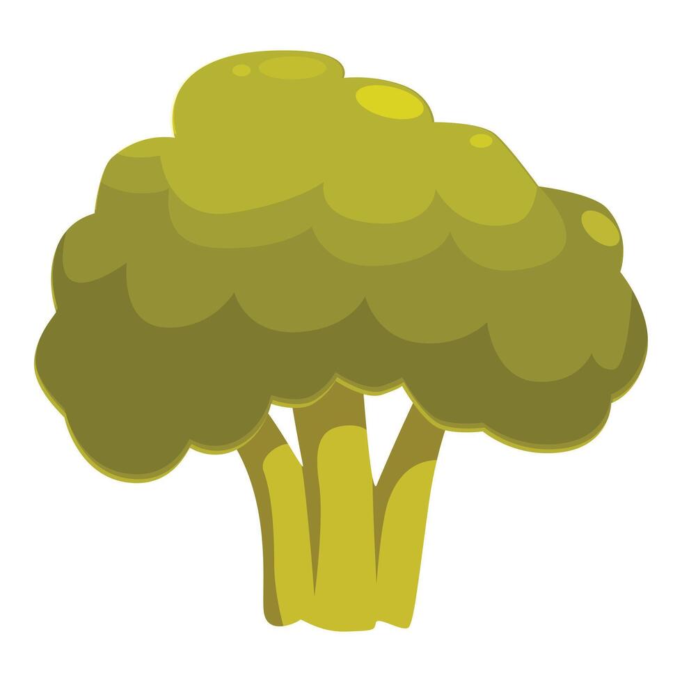 Green broccoli florets growing on thick stalks vector