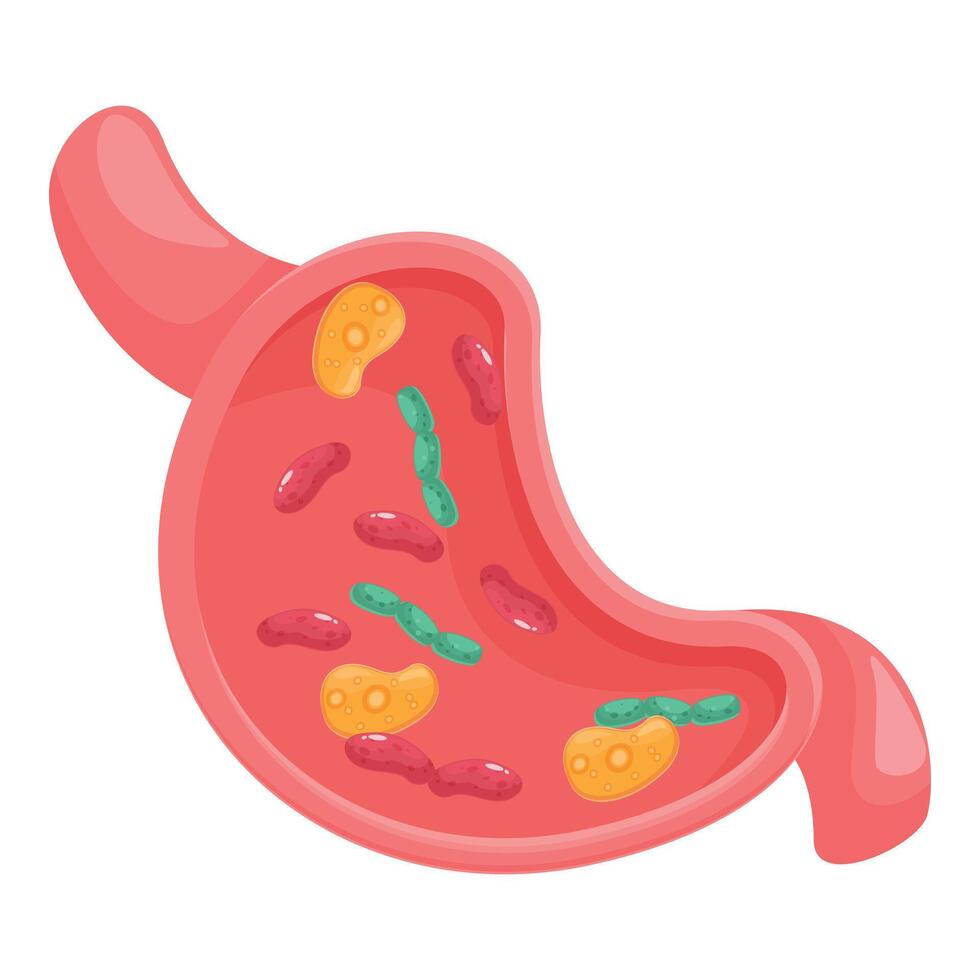 Human stomach showing bacteria inside organism anatomy illustration vector