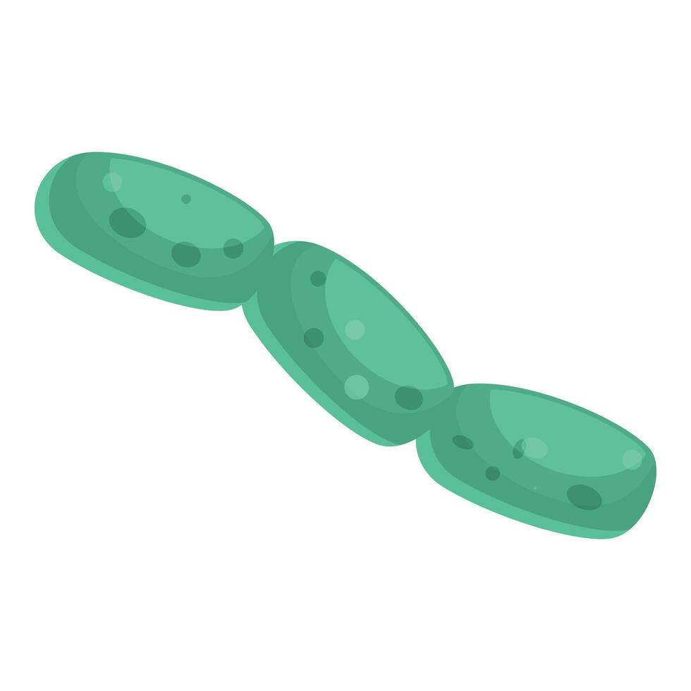 Green streptococcus bacteria forming a chain through cell division vector