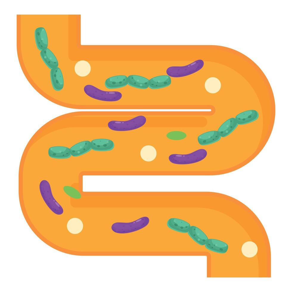 Human intestine with good and bad bacteria showing microbiome balance vector