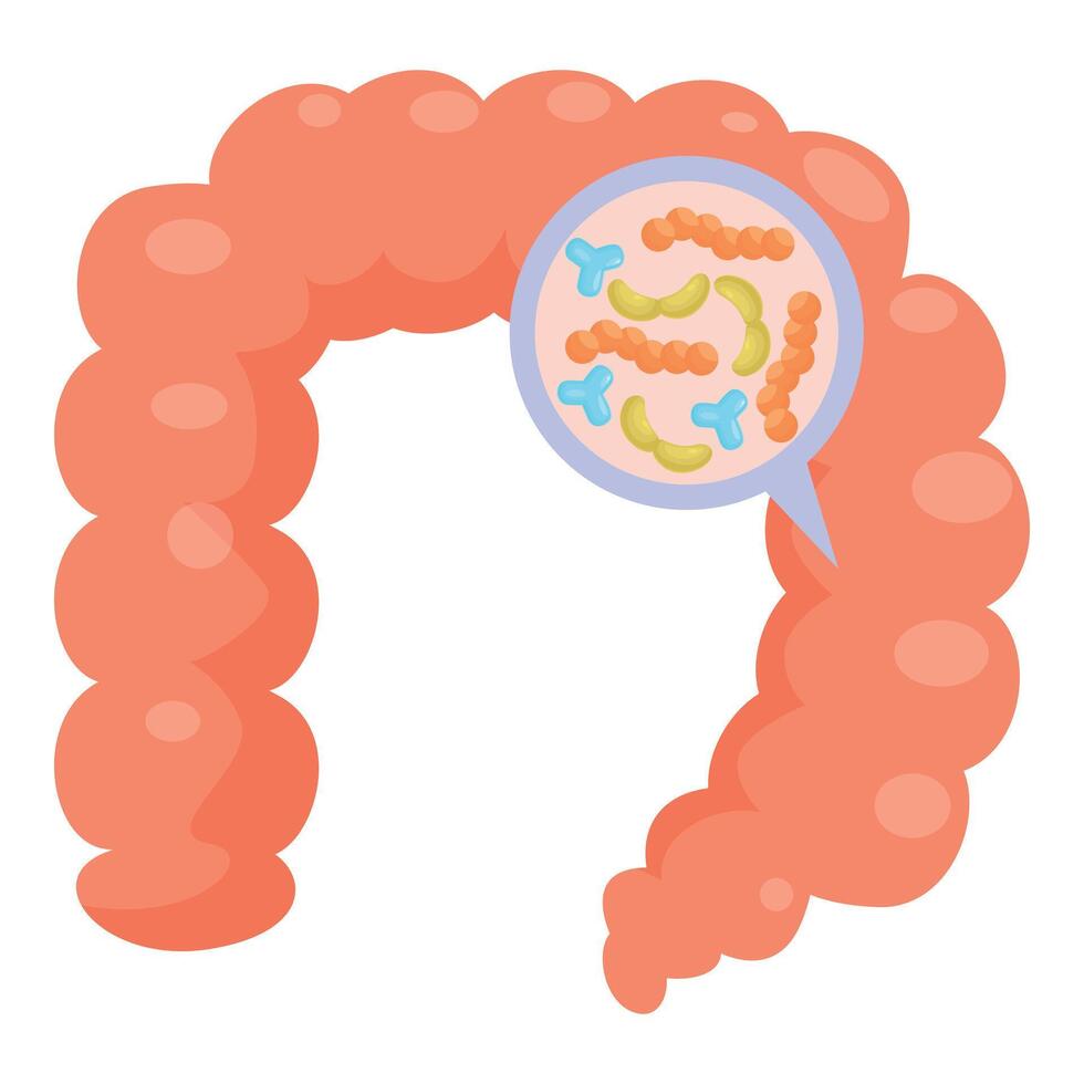 Human large intestine showing microbiome bacteria colonizing digestive system vector
