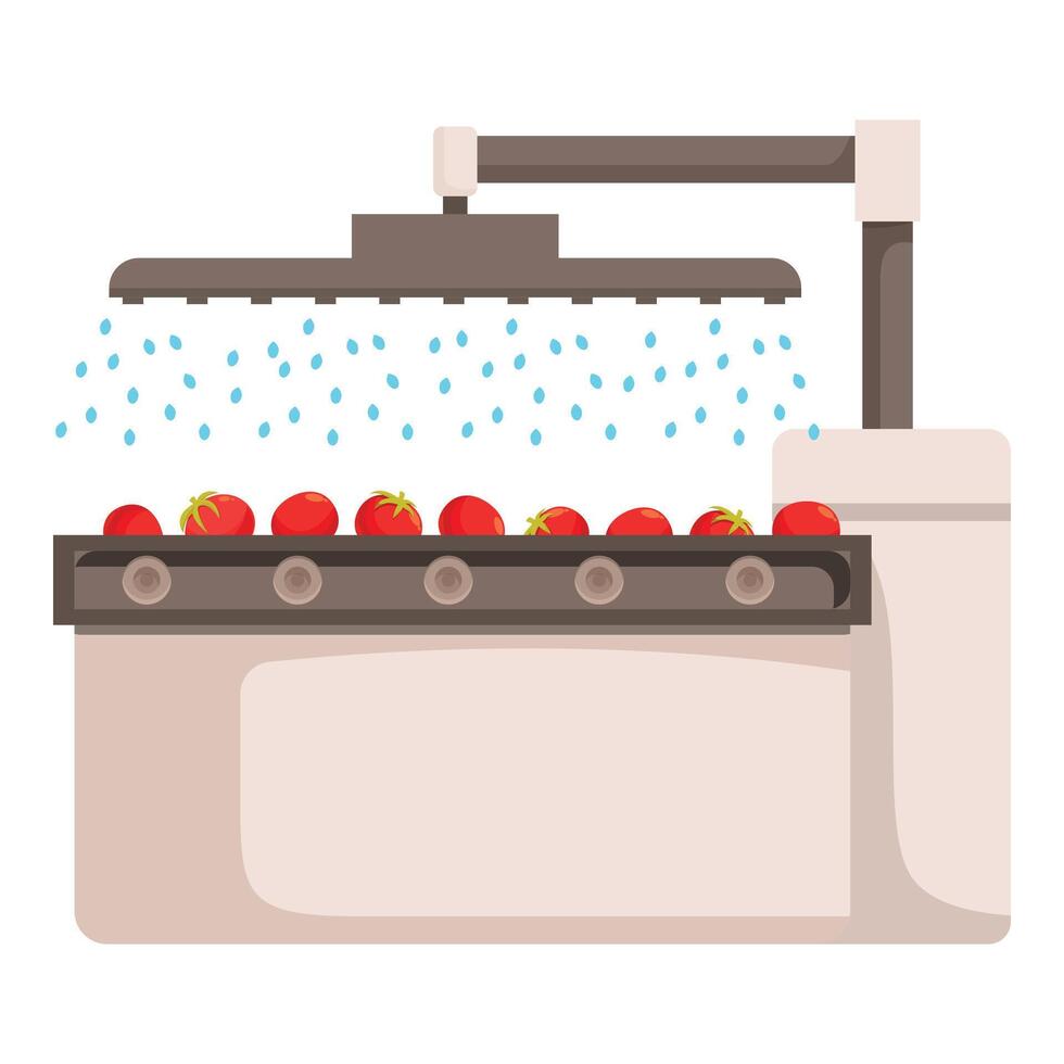 Automated system washing ripe red tomatoes on conveyor belt vector
