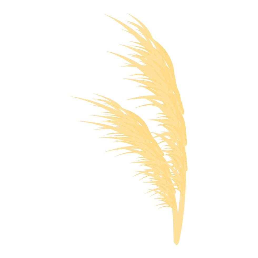 Dried pampas grass with fluffy plumes blowing in the wind vector
