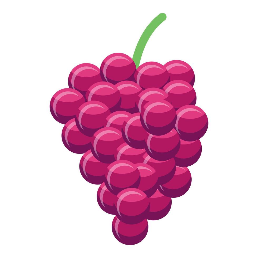 Bunch of red grapes hanging on the vine vector
