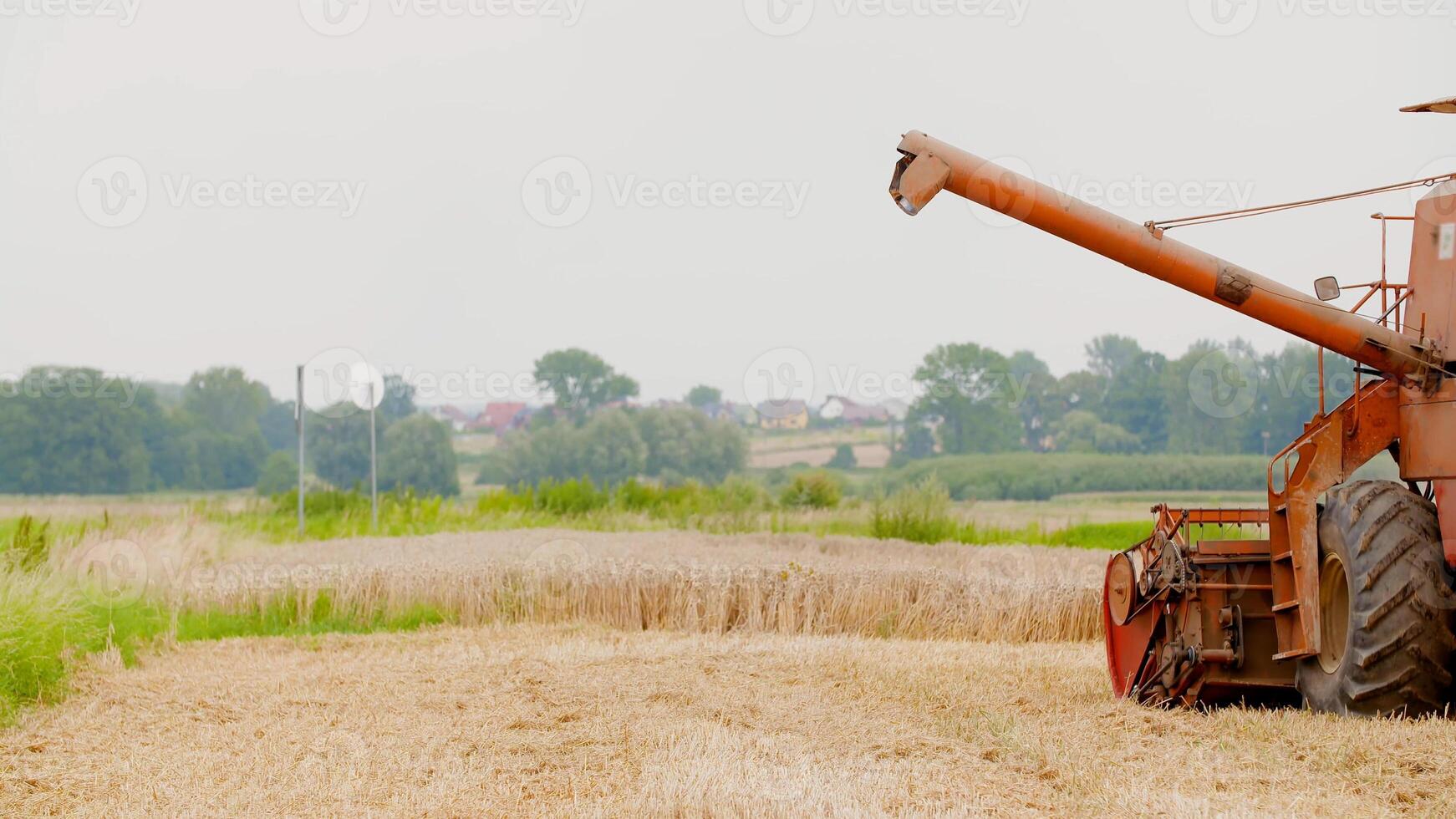 Unloading screw a combine harvester. Unloading grain from a combine harvester into a truck body. Rice harvesting by the combine. Autumn harvesting on photo