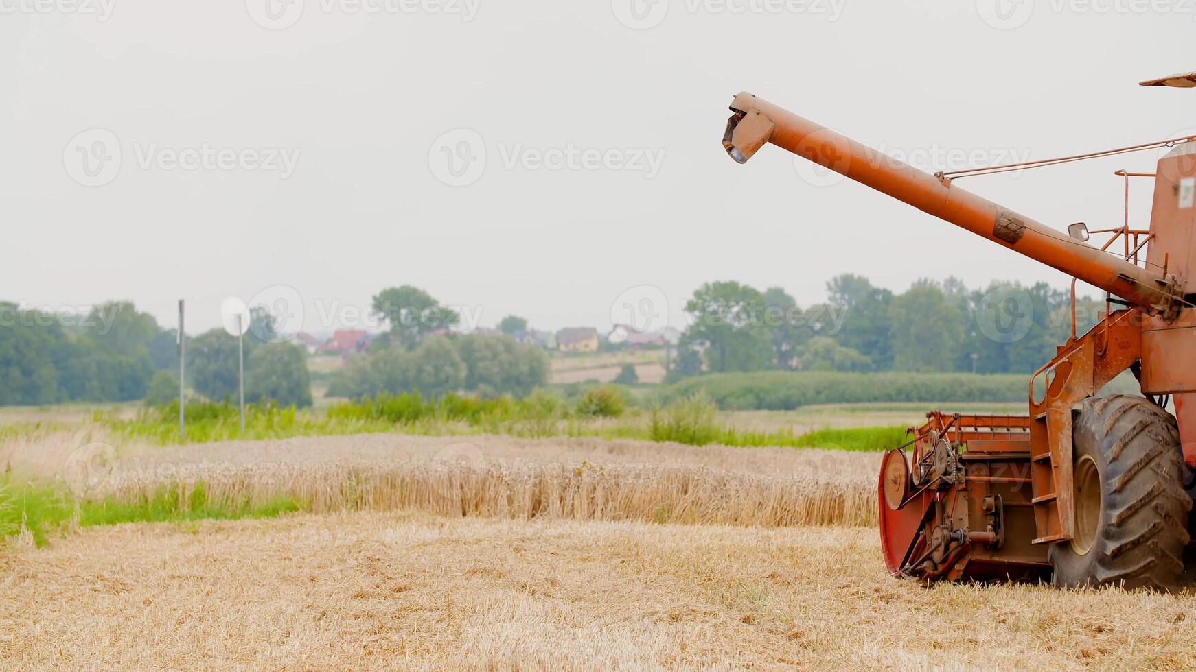 Unloading screw a combine harvester. Unloading grain from a combine harvester into a truck body. Rice harvesting by the combine. Autumn harvesting on photo