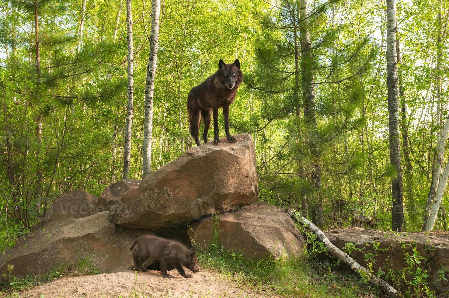 Black Wolf Canis lupus Stands on Top of Den photo