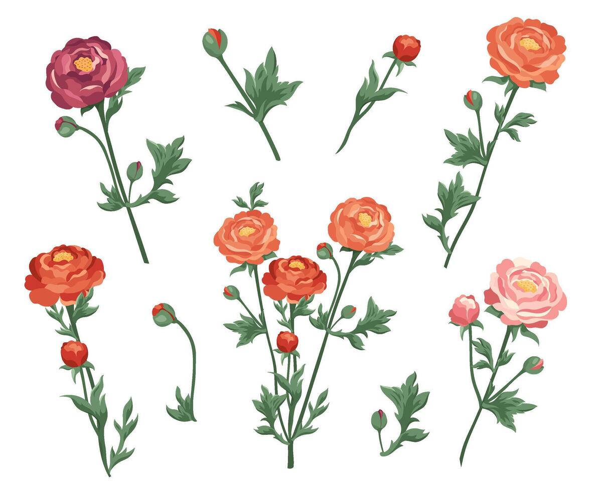 Set of red, pink, burgundy ranunculus and buds Collection of flowers of different colors Blooming buttercups flat plants design elements for print, card, flyer, banner isolated white background vector