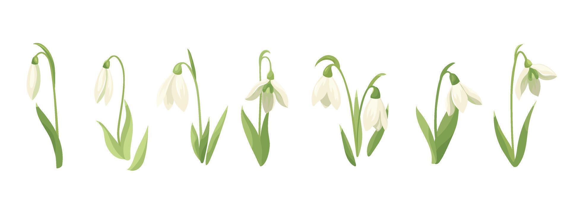 Set of white spring flowers and snowdrop buds. Collection wildflower plants. Wild early blooming flowers. flat design elements for print, card, flyer, banner isolated white background vector