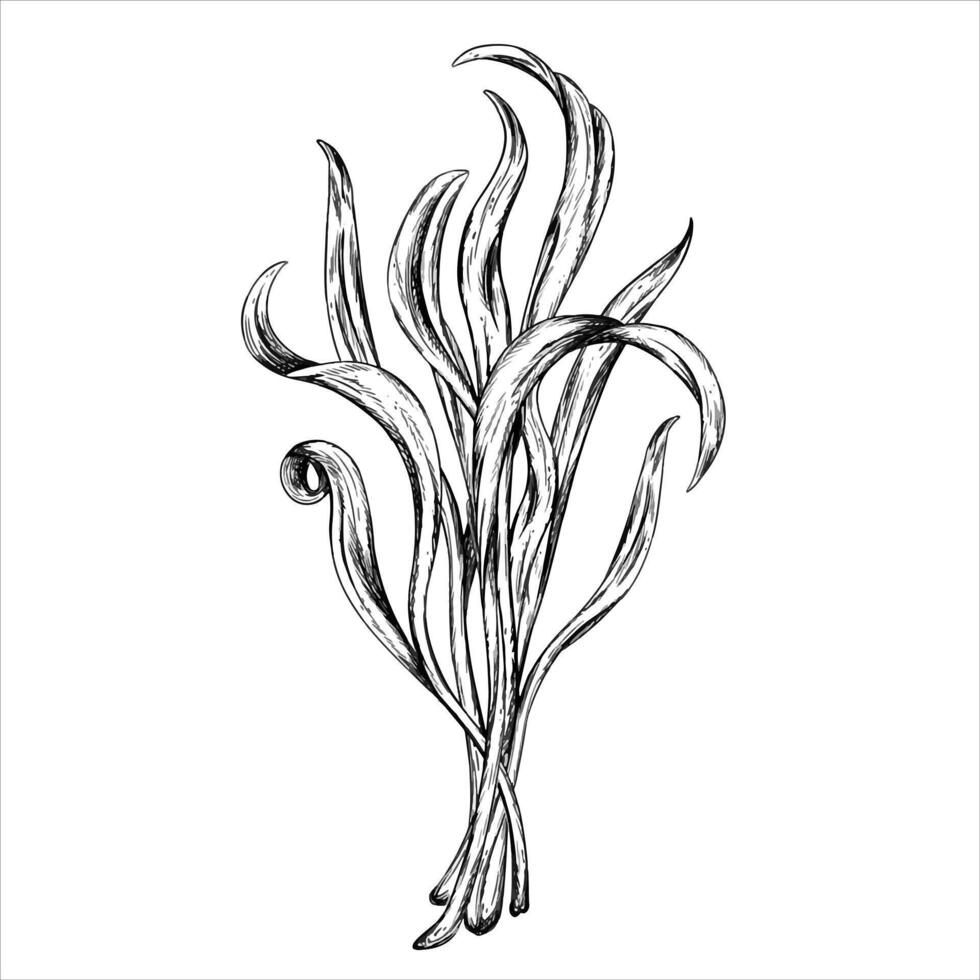 illustration of Young green germinating spinach sprouts sprouting. A bundle, a bunch of edible plants for icon or logo and Black Etching. Organic micro-greens for healthy food, dishes, diets. vector