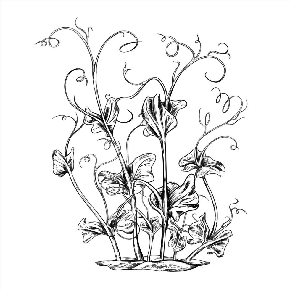Young green sprouting pea sprouts from seeds hand drawn in black ink graphically. A legume plant growing from the soil in a home garden. Lineart style painted by black on isolated background vector